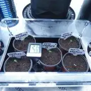 Wyrm Whiskers F1 (regular seeds)