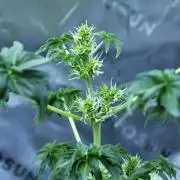 Blueberry Bastard (ABC)