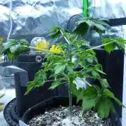 Blueberry Bastard F4 - 7 East Genetics