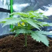 White Label Super Sour #2 - QCS