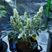 ABC - Blueberry Bastard