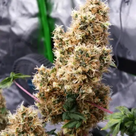 ABC - Blueberry Bastard