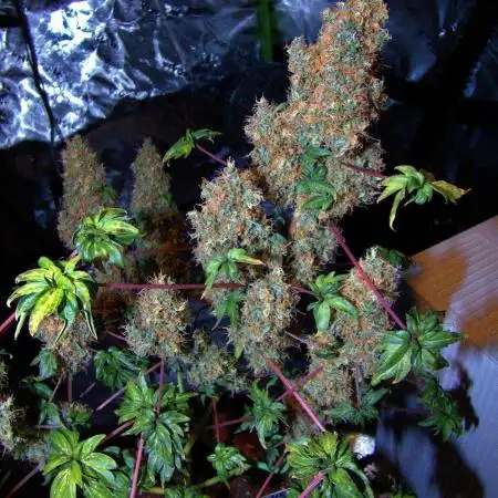 ABC - Blueberry Bastard