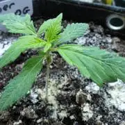 Super Sour Kush #1 - QCS