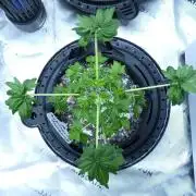 Blueberry Bastard F4 - 7 East Genetics