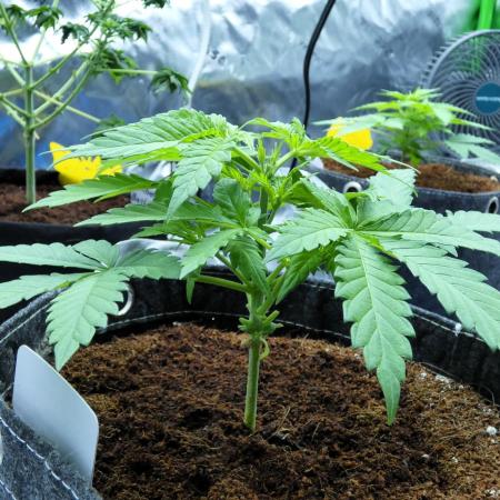 SSKush #1 (White Label) - QCS