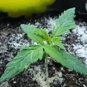 Super Sour Kush #1 - QCS