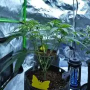 Sour Kush Freebie #1