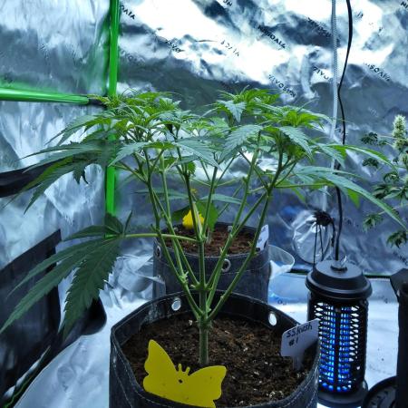 Sour Kush Freebie #1