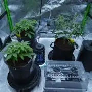 Wyrm Whiskers F1 (regular seeds)