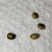 Wyrm Whiskers F1 (regular seeds)