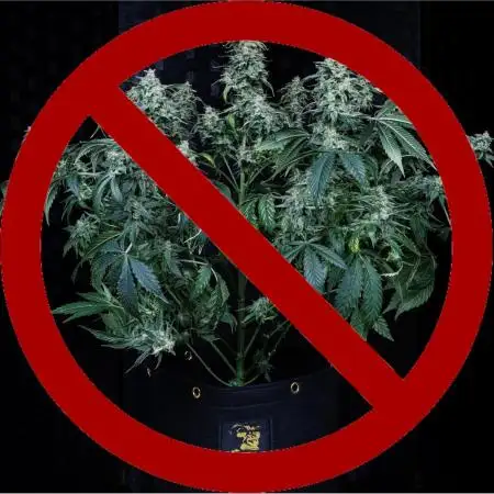 Chopped - Guava Fig (Auto)