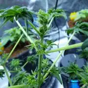 Blueberry Bastard (ABC)