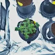 Blueberry Bastard (ABC)