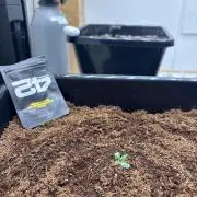 Autoflowers/42.fastbuds/Autopot/Athena