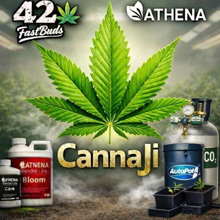 Autoflowers/42.fastbuds/Autopot/Athena