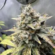 Blue Mystic Auto