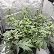 Blue Mystic auto