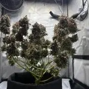 Blue Mystic Auto