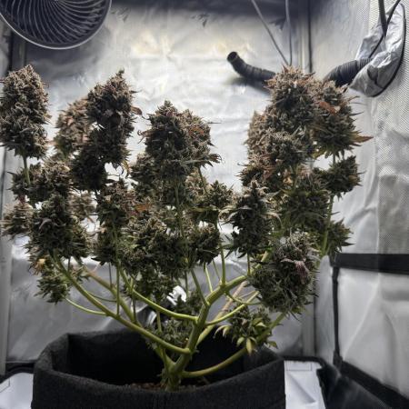 Blue Mystic Auto