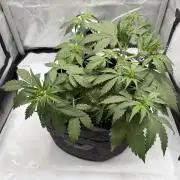Blue Mystic auto