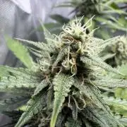 Blue Mystic auto