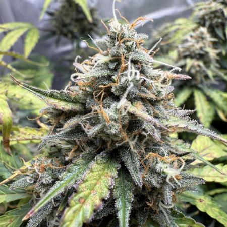 Blue Mystic Auto