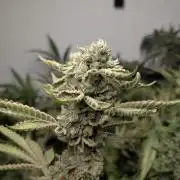 Gorilla Glue #4 Linda Seeds