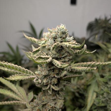 Gorilla Glue #4 Linda Seeds