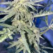Frostys Freak goes Purple in the Contest