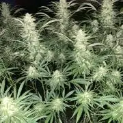 Perma Outdoor