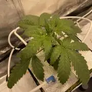 La Kush Cake