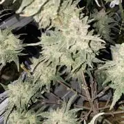 New Strain is coming
