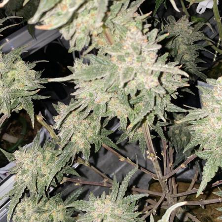 New Strain is coming