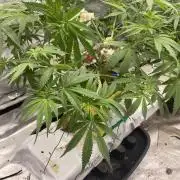 La Kush Cake