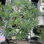 Perma Outdoor