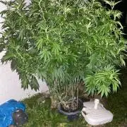 Bananaconda