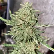 Frostys Freak goes Purple in the Contest