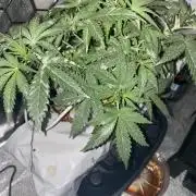 La Kush Cake