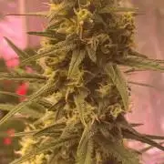 Super Boof XL Auto