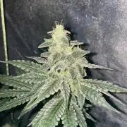 Super Boof by someone other