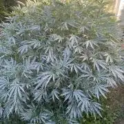 Perma Outdoor