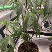 Cut from a cut