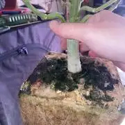 New Strain v2