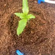 HFCS Studio54 Stardust