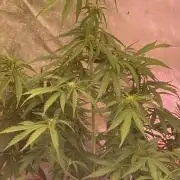 Purple Lemon but the new one RF3