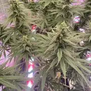 La Kush Cake