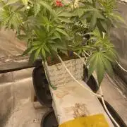Super Boof by someone other