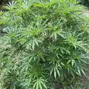 Perma Outdoor