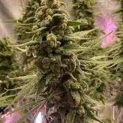La Kush Cake